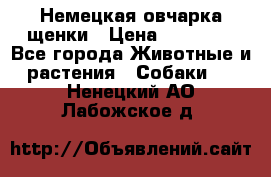 Немецкая овчарка щенки › Цена ­ 20 000 - Все города Животные и растения » Собаки   . Ненецкий АО,Лабожское д.